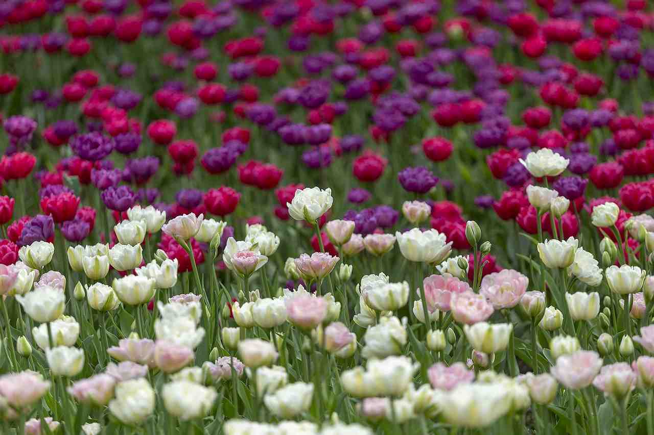tulipes, festival, spb